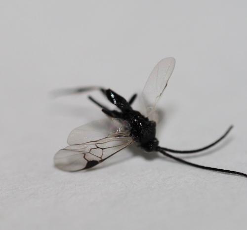Microgastrinae